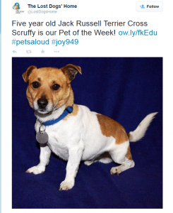Scruffy the 5 year old Jack Russell Terrier X was the Lost Dogs' Home dog of the week in November 2012.