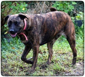 Zoe, who is not a restricted breed, but is brindle.